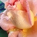 A peach rose with water droplets. by grace55