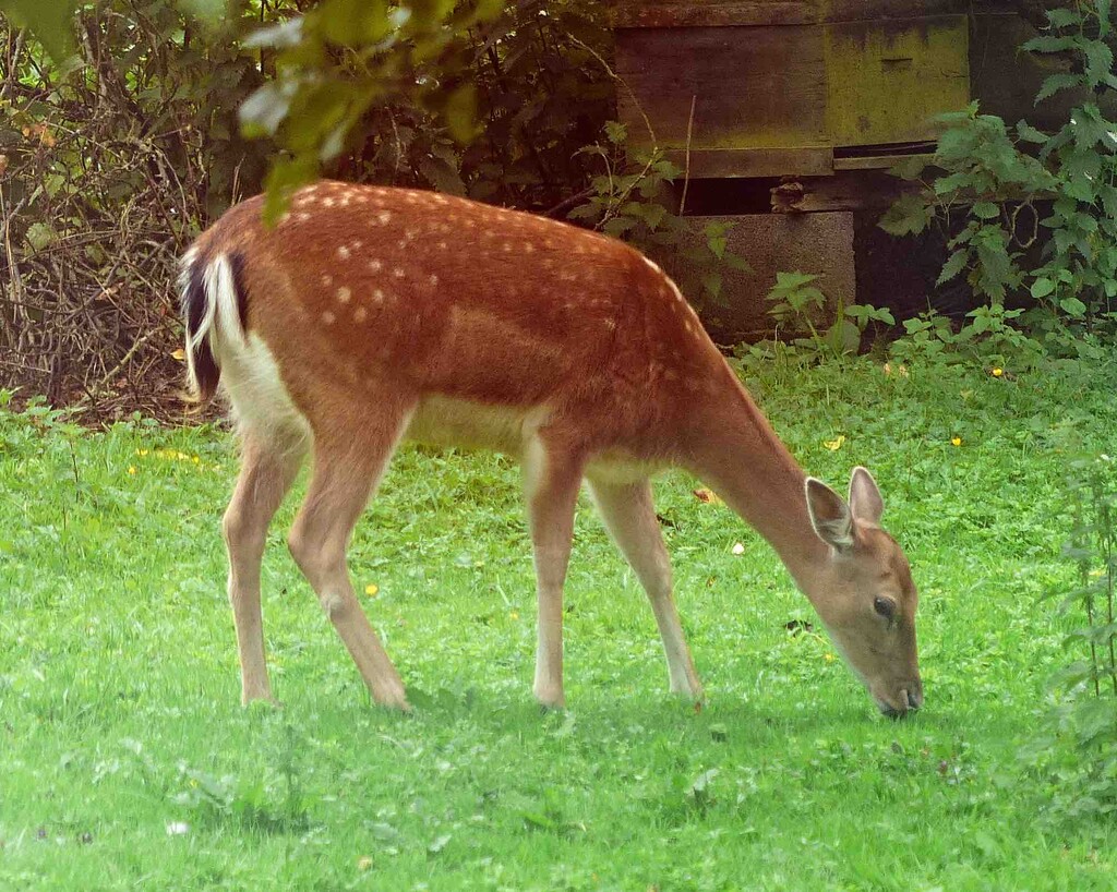 Fallow Deer by arkensiel