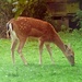 Fallow Deer by arkensiel