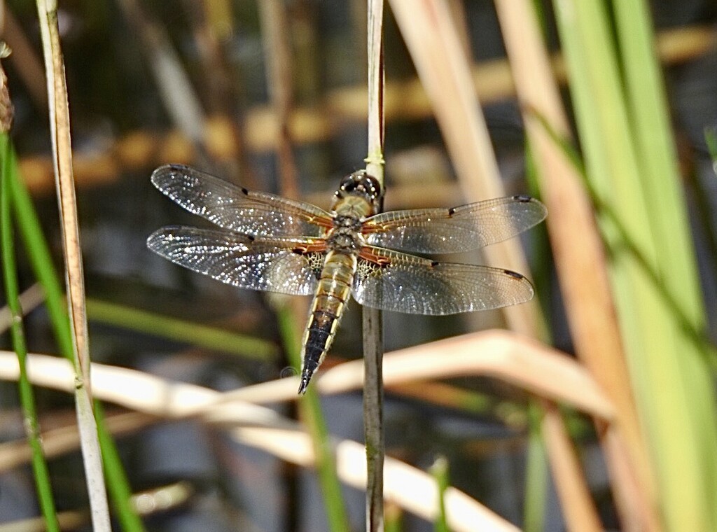 Dragonfly - Broad Bodied Chaser by susiemc