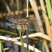 Dragonfly - Broad Bodied Chaser