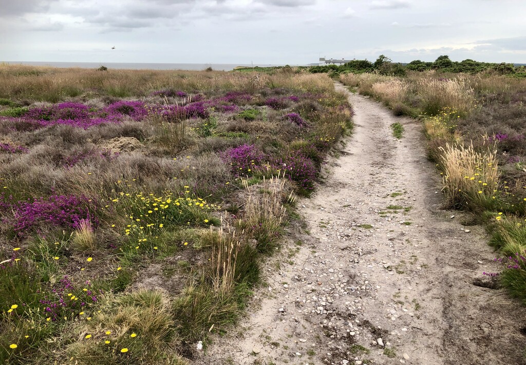 A Sandy Path across Dunwich Heath by susiemc