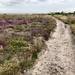 A Sandy Path across Dunwich Heath