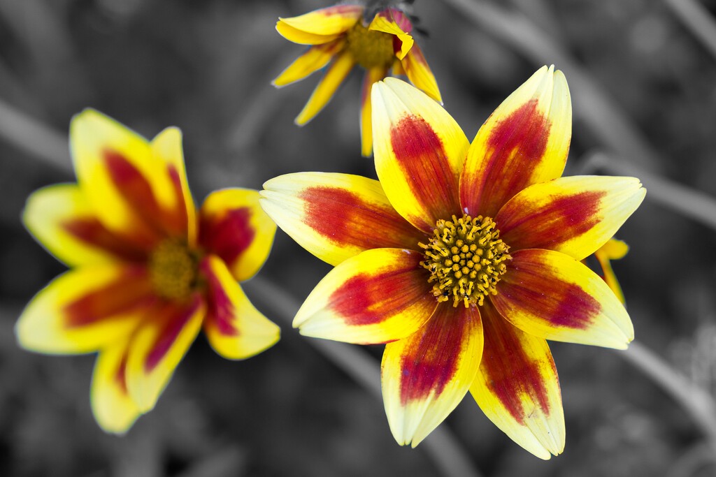 Bidens triplinervia by okvalle