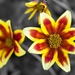 Bidens triplinervia by okvalle