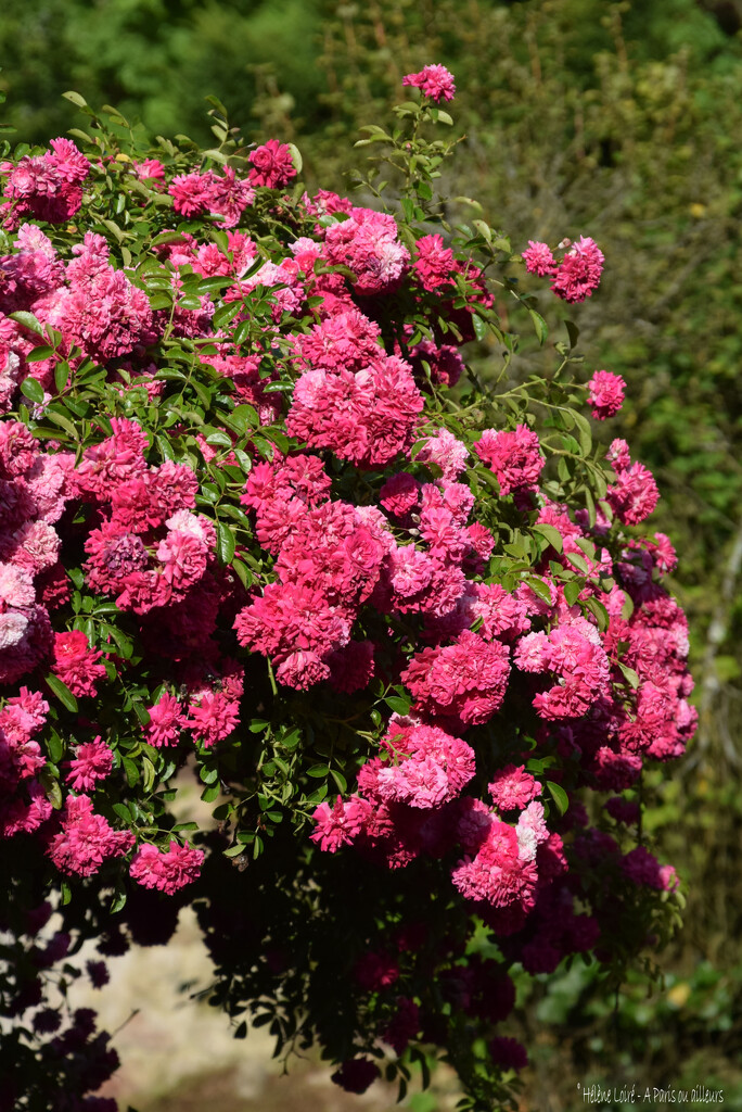 roses  by parisouailleurs