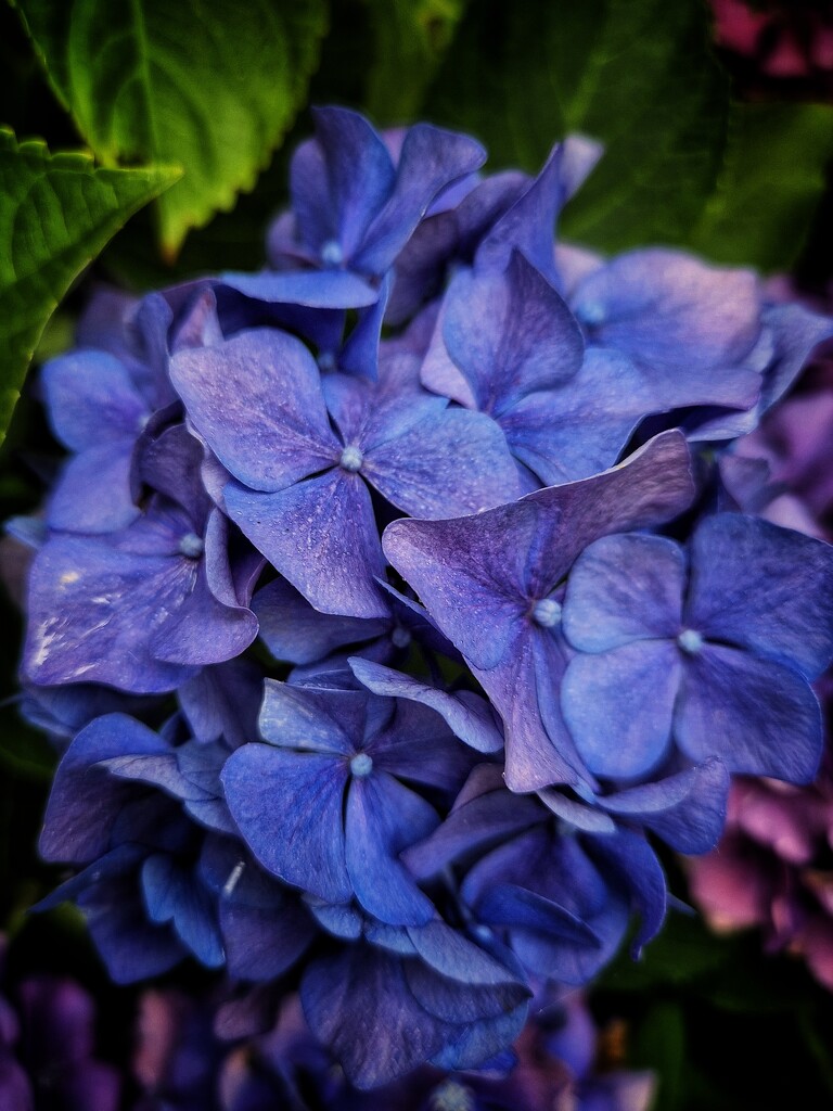 Hydrangea by lettevy