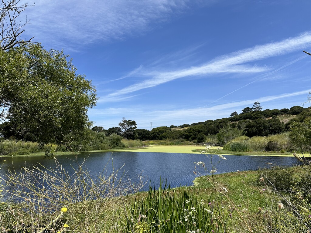 Elkhorn Slough by shutterbug49