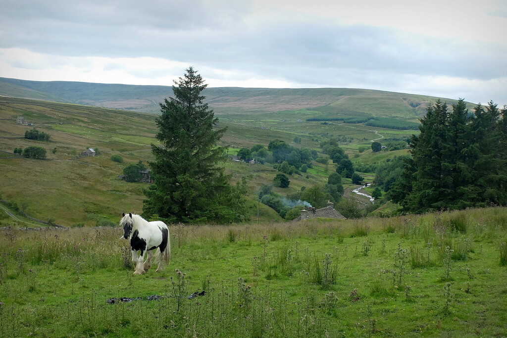 not raining and no sheep by minsky365