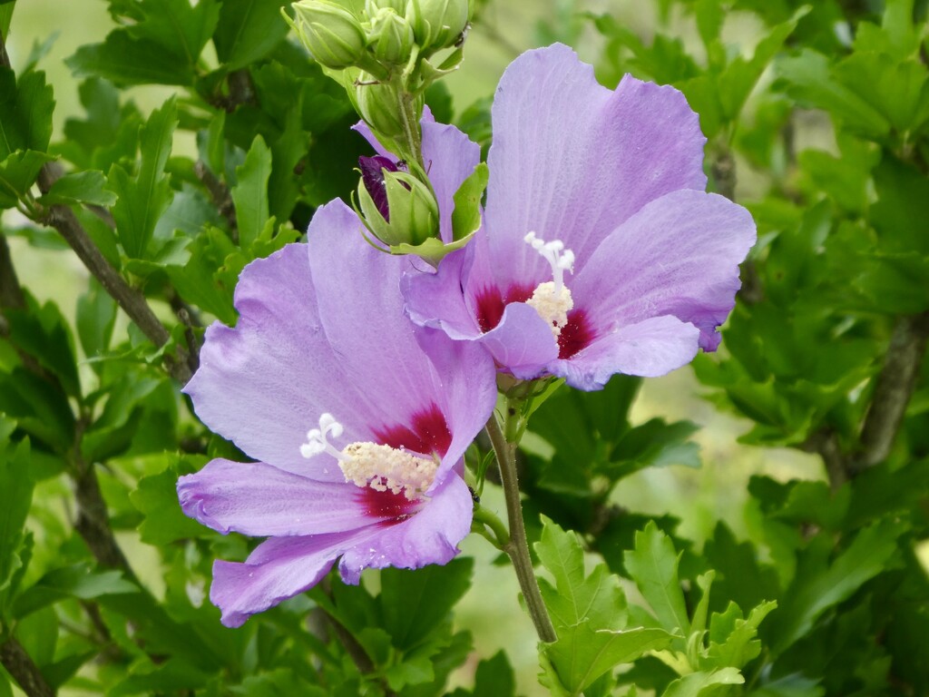 Rose of Sharon by mtb24