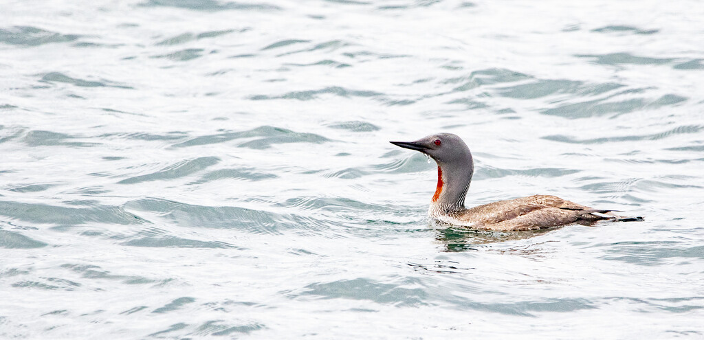 Rain Goose by lifeat60degrees