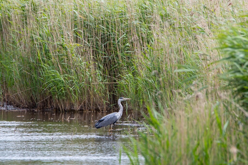 Grey Heron  by phil_sandford