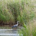 Grey Heron  by phil_sandford