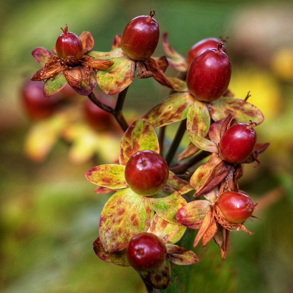 Hypericum….. I believe! by billdavidson