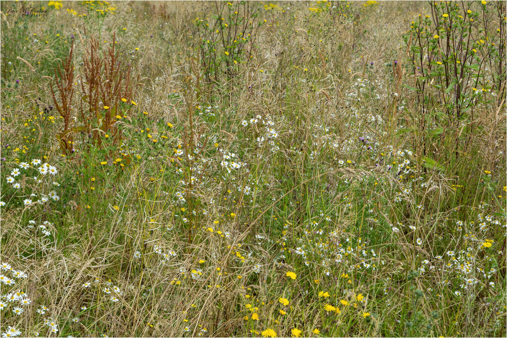 Meadow Flowers by pcoulson