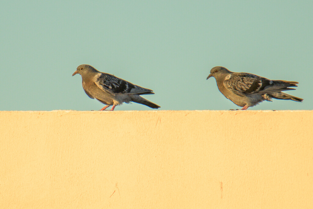 Two Pigeons on Neighbour's Roof by augusto