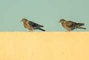 12th Jul 2024 - Two Pigeons on Neighbour's Roof