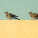 Two Pigeons on Neighbour's Roof by augusto