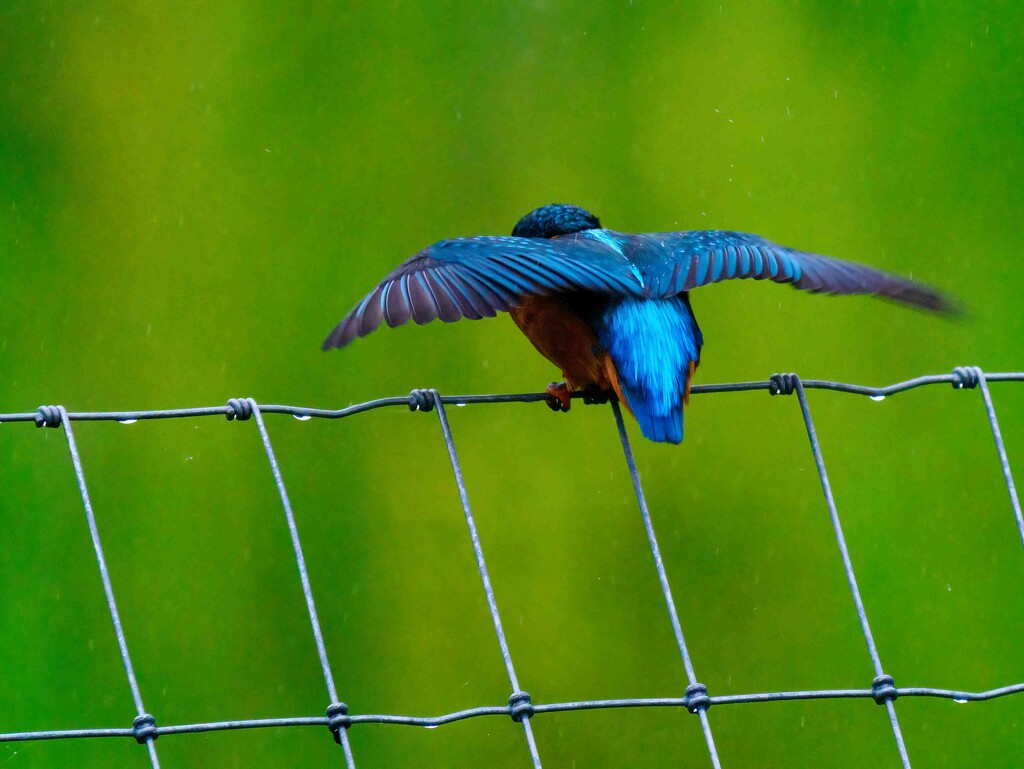 Kingfisher. by padlock