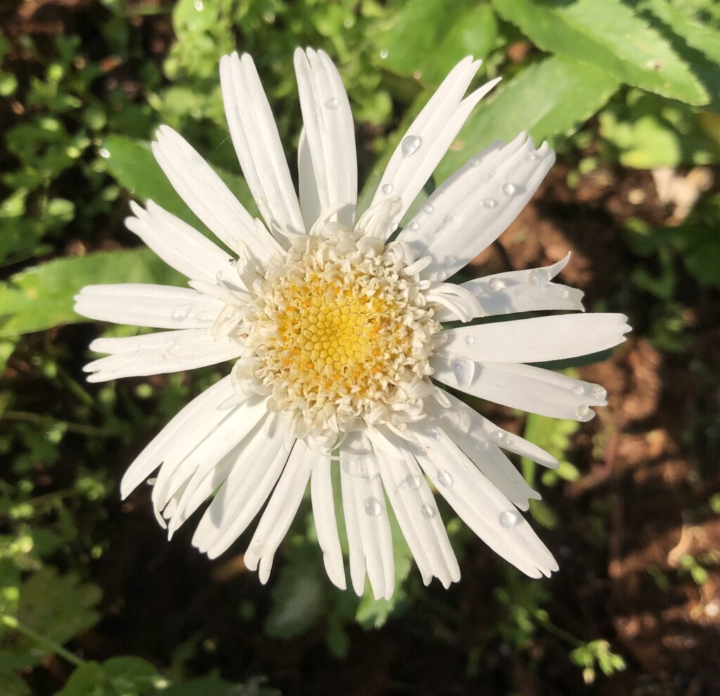 Daisy with Water Drops  by dailypix