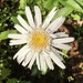 Daisy with Water Drops  by dailypix