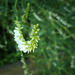 Roadside weed july 11 2024 by houser934