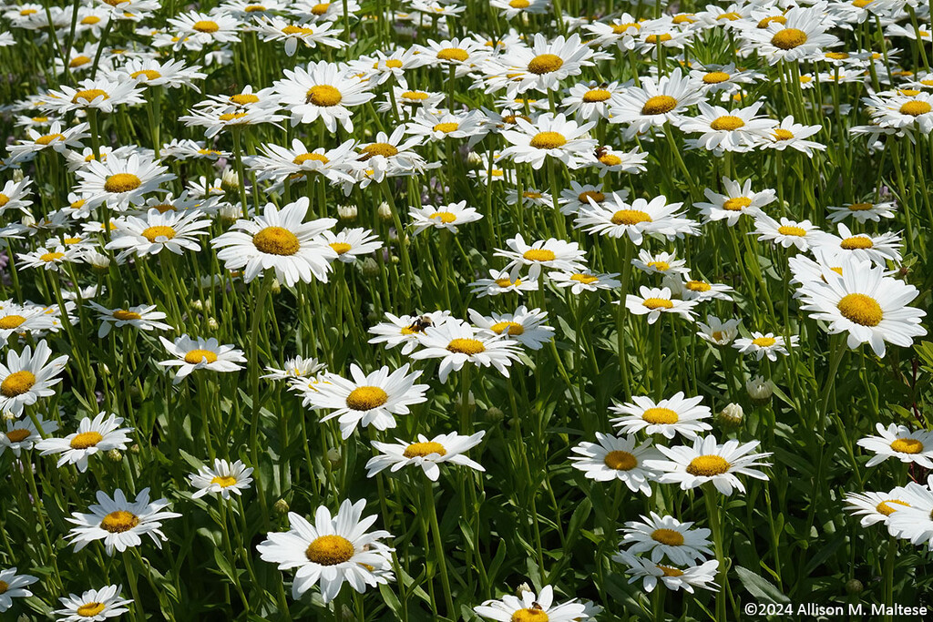 Field of Daisies by falcon11