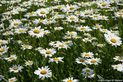 12th Jul 2024 - Field of Daisies