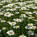 Field of Daisies by falcon11