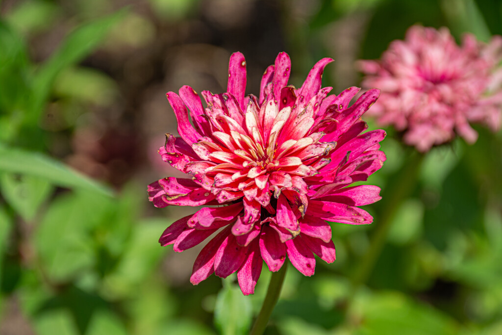 Beautiful Fading Zinnia... by thewatersphotos