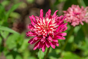 11th Jul 2024 - Beautiful Fading Zinnia...