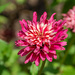 Beautiful Fading Zinnia... by thewatersphotos