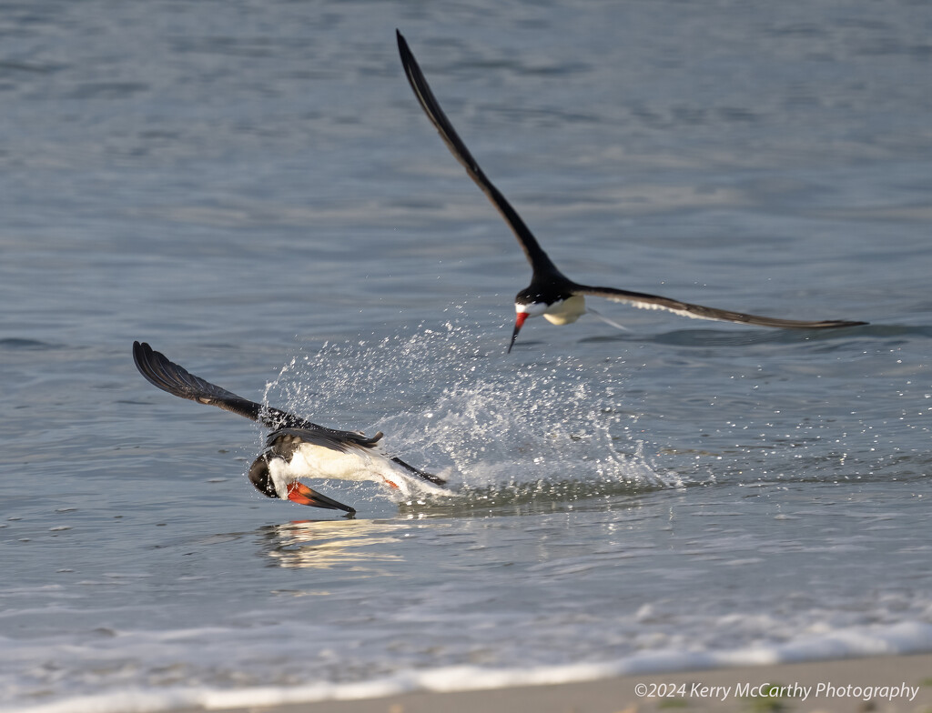 Black Skimmers skimming by mccarth1