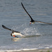 Black Skimmers skimming by mccarth1