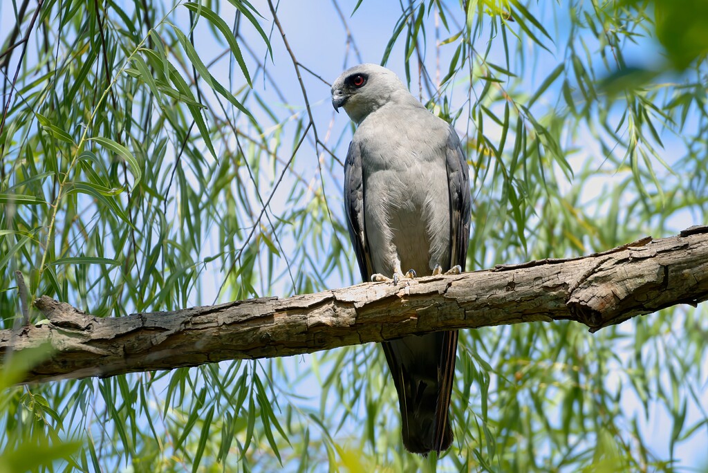 Mississippi Kite by slaabs