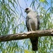 Mississippi Kite by slaabs