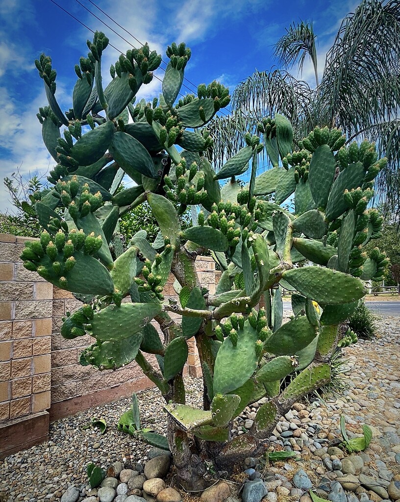 Been Given A Cactus by gardenfolk