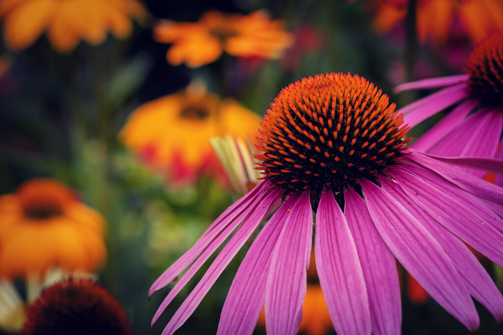 Coneflower by pdulis