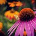 Coneflower by pdulis