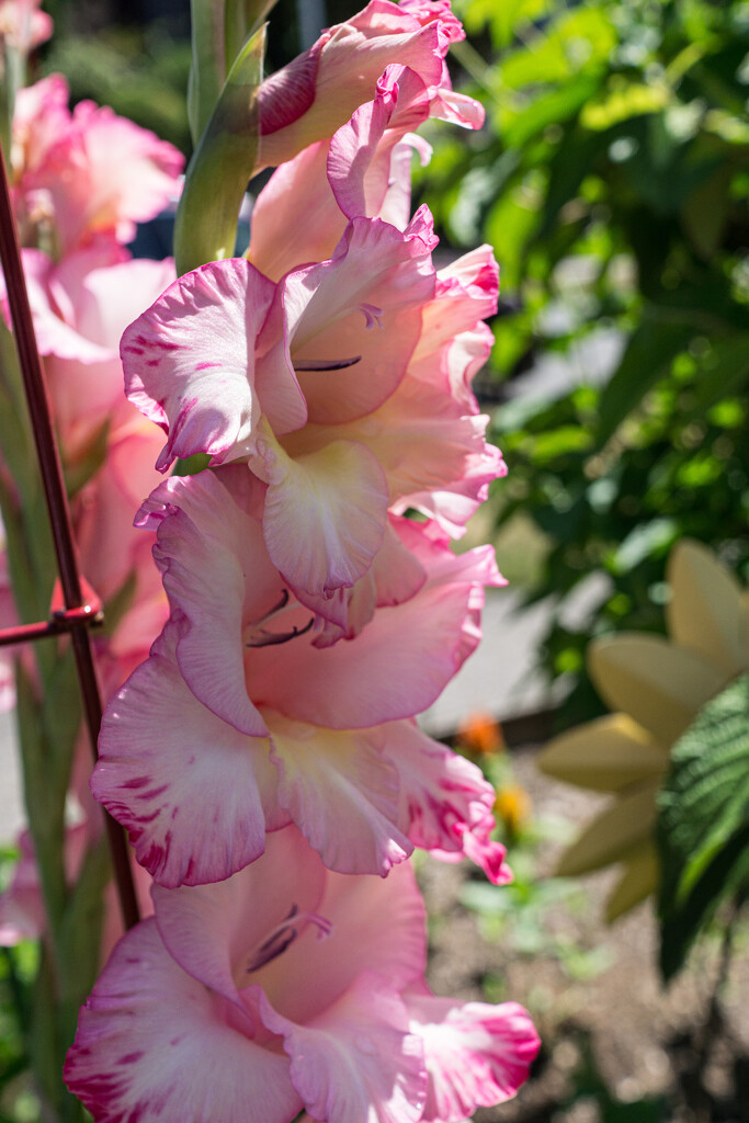 Gladiolus by cristinaledesma33