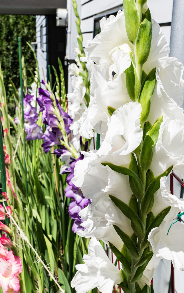 Gladioli flowering by cristinaledesma33