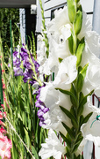 10th Jul 2024 - Gladioli flowering