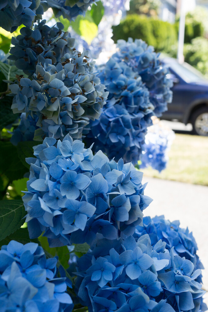 Hydrangea are doing well in the shade by cristinaledesma33