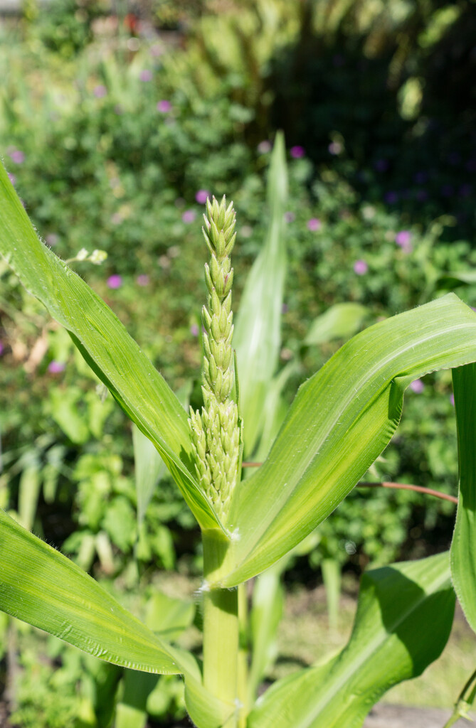 Corn! by cristinaledesma33