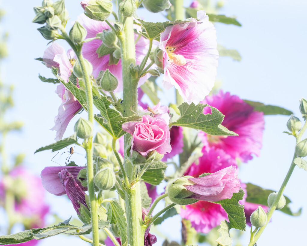 hollyhock by aecasey