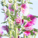 hollyhock by aecasey