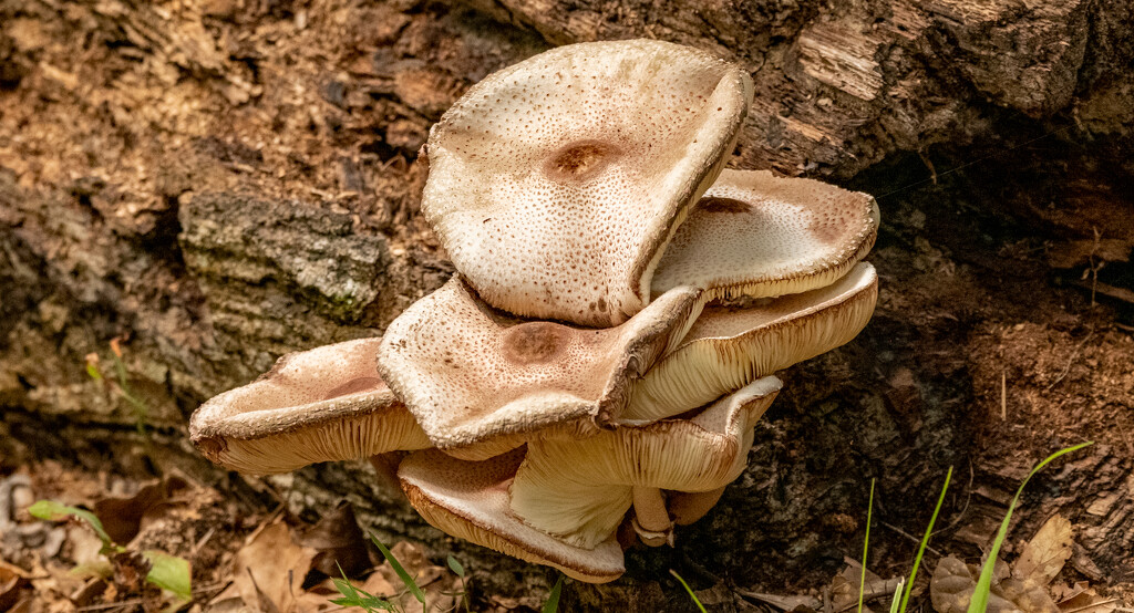 Mushrooms Growing Out of the Trunk! by rickster549