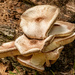 Mushrooms Growing Out of the Trunk! by rickster549