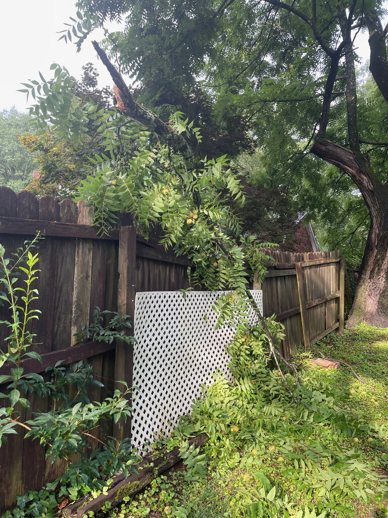 Big chunk of the black oak fell on the fence by margonaut