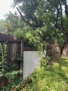 8th Jul 2024 - Big chunk of the black oak fell on the fence